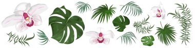 Beyaz arka planda büyük bir tropikal bitki ve çiçek kümesi. Beyaz ve pembe orkide, palmiye yaprakları ve diğer tropikal bitkiler. Vektör illüstrasyonu