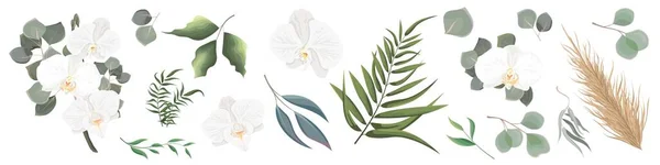 草本植物和植物病媒的混合 多汁桉树 绿色植物和叶子 所有元素都是孤立的 白色兰花枝和桉树 矢量说明 — 图库矢量图片
