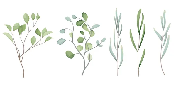 ベクトルグラスセット 異なるユーカリの小枝 緑の植物や白の背景に葉 ベクターイラスト — ストックベクタ