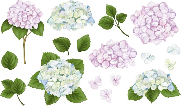 Διανυσματικό Βοτανικό Σετ Ορτανσία Λουλούδια Κλαδιά Και Φύλλα Μπλε Και — Διανυσματικό Αρχείο