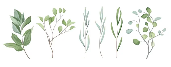 矢量草集 不同的桉树枝条 绿色的植物和叶子在白色的背景上 矢量说明 — 图库矢量图片