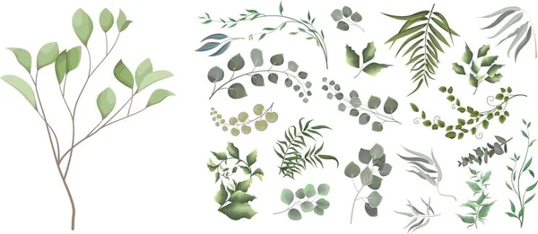 病媒图解混合了草本植物病媒大收集 多汁桉树 绿色的植物和叶子 所有元素都是孤立的 矢量说明 — 图库矢量图片