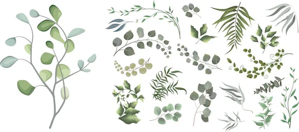 Imprimir Ilustração Vetorial Mistura Ervas Plantas Vetorial Grande Coleção Eucalipto —  Vetores de Stock