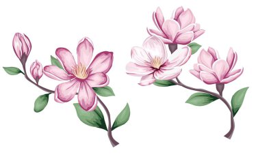 Çiçekli pembe manolya kümesi. Beyaz arka planda çiçekler, tomurcuklar ve dallar. - Evet. Vektör illüstrasyonu