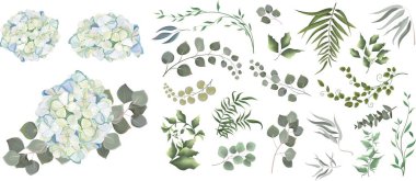 Bitki ve bitki karışımı büyük bir koleksiyon. Yeşil bitkiler ve yapraklar. Tüm elementler izole edildi. Beyaz-mavi bir ortanca dalı. - Evet. Vektör illüstrasyonu