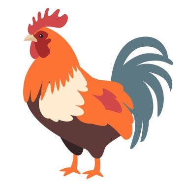 Düz vektör çizimi. Çiftlik hayvanları, beyaz arka planda tatlı bir horoz. Vektör illüstrasyonu