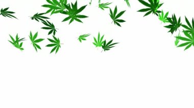 Marihuana yaprakları beyaz arka plana dökülüyor. Marihuana yaprağı yağmuru 3 Boyutlu Canlandırma.