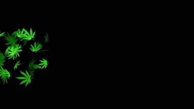 Marihuana yaprakları siyah arka planda uçuyor. Marihuana yaprakları yağmuru. Yeşil Rush.3D animasyonu. Esrar.