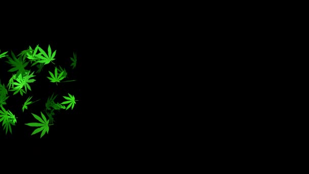 マリファナの葉は黒い背景を飛んでいます マリファナの雨は去った Green Rush 3Dアニメーション — ストック動画