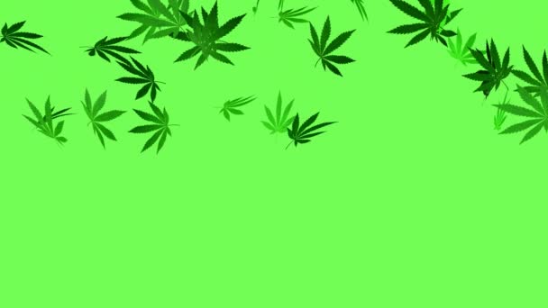 Les Feuilles Marijuana Tombent Sur Écran Vert Pluie Feuilles Marijuana — Video