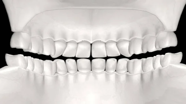 3D human jaw from the inside. 3D render of human teeth. Dental illustration