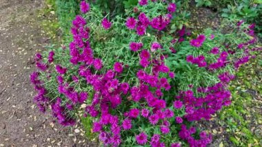 Bahçede güzel mor çiçekler var.