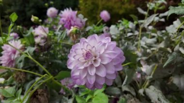 Bahçedeki güzel mor çiçekler