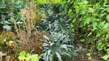 Güzel botanik fotoğrafı, doğal duvar kağıdı.
