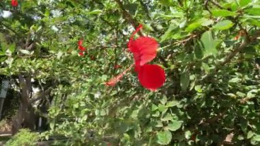 Kalbinde çarpıcı bir çeşme olan canlı bir halk parkı. Görüntülerde kristal berraklığında su zarifçe çağlıyor, yemyeşil ve renkli çiçeklerle çevrili.. 