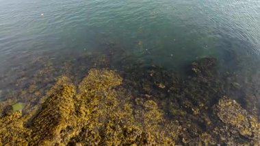 Su Yeşilleri: Su Sebzelerine Dalış. Su altı yeşilliğinin dingin güzelliğini keşfedin, canlı su bitkileri doğal ortamlarında yavaşça salınıyor..