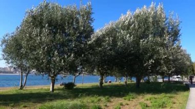 Sahil Esintisi: Douro Nehri boyunca sallanan ağaçlar, Portekiz 'in Porto kentindeki Douro Nehri sahili manzarasıyla, öğleden sonra esintisinde usulca sallanan ağaçların huzurlu manzarasının tadını çıkarın..