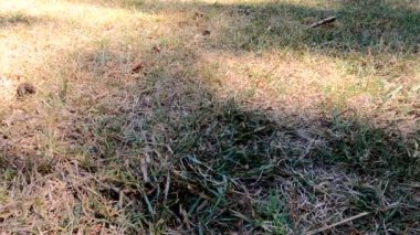 Sakin ve rahatlatıcı, Ağaç Gölgeleri Yeşil Çekirge 'nin üzerinde sakin bir sahne, bir ağacın yumuşak gölgeleri yemyeşil bir çimenlikte uzanıyor, doğada huzurlu bir dinlenme anı sunuyor..