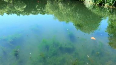 Alglerin Bulutlu Sular Üzerinde Çiçek Açması, alglerin açmasının çevresel sonuçlarını inceliyor, bu olguların bulut sularını nasıl etkilediğini ve yerel ekosistemlerin hassas dengesini nasıl bozduğunu inceliyor..