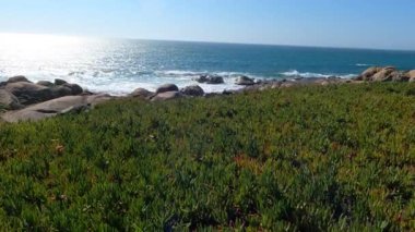 Güneşin doğuşundaki yeşil bitki örtüsü: Bir Avrupa Sahili Deneyimi Bir Avrupa plajının kayalık kenarlarında uzanan yeşil bitki örtüsünün dingin güzelliğine tanık olun, doğanın sakin okyanusun üzerinde yumuşak altın ışıkla uyandığı yerde..