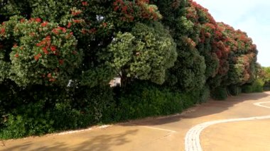 Huzurlu Sular: Ördeklerin, kuşların ve Geeseim 'in Serene Senfonisi, ördeklerin, kuşların ve kazların zarif bir şekilde süzülerek durgun sularda süzüldükleri 