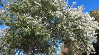 Vintage Vibes: PortoStep 'in Geleneksel Sokakları Zamanda Geri Git ve Portos' un geleneksel sokaklarının nostaljik cazibesine kendini bırak. Bu video Portos 'un tarihi mimarisinin özünü kaldırım taşlı sokaklarıyla yakalıyor..