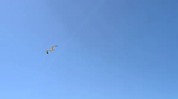 Hafif, gri bulutlar, hafif bir yağmurdan önce huzur içinde süzülür..