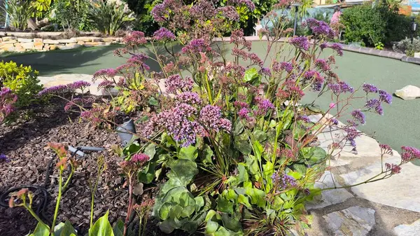 Doğanın Renkli Çiçekleri Manzarayı Dolduruyor