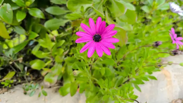 Renkli Çiçekler Bahçede Yabani Büyüyor