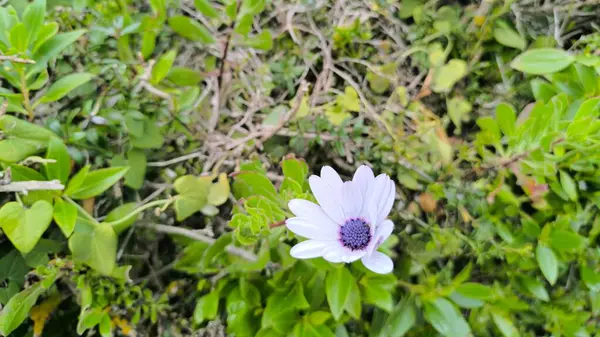 Çiçek Renkleri Bahçeyi Tamamen Parlatıyor