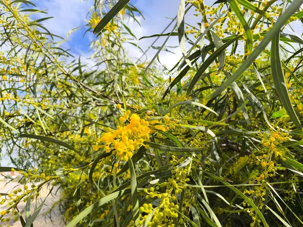 Renkli bir manzara oluşturan yemyeşil ve canlı çiçekler