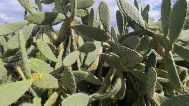 Yeşil Kaktüs Güneşin Altında Parlıyor 