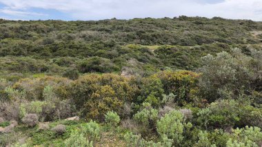 Yeşil Küçük Bitki Tarlada Büyüyor 