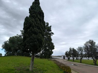 Yol kenarını saran Uzun Ağaçlar 