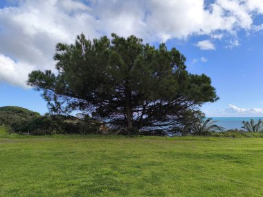 Güzel Dev Ağaç Tarlada Duruyor 