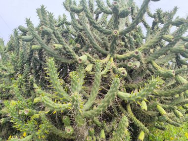 Büyük bir Kaktüsün Yakın Çekimi 