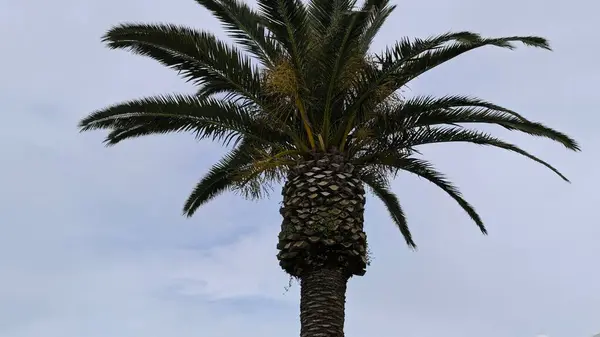 Kalın Gövdeli ve Geniş Gövdeli Görkemli Yaşlı Ağaç