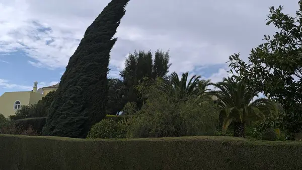 Rüzgarda Sallanan Ağaç Yaprakları 'na yakın çekim