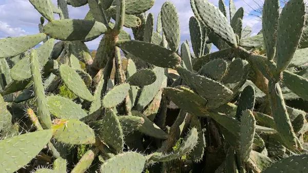 Yeşil Kaktüs Güneşin Altında Parlıyor 