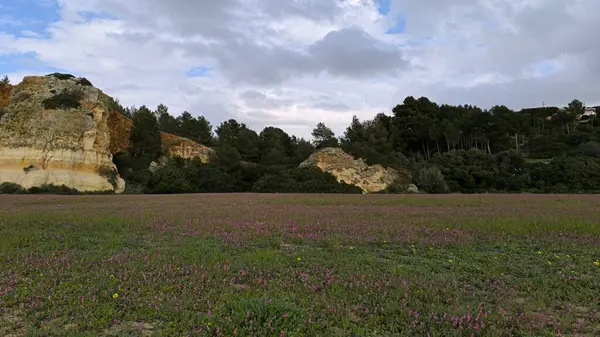 Mor çiçekler yemyeşil bir tarlada açıyor. 