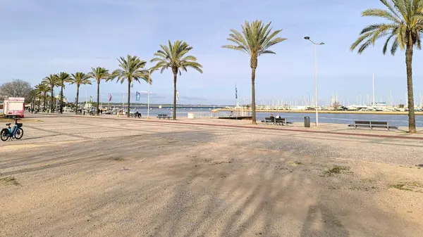 Yürüme yolunun yanında duran Palmiye Ağaçları 