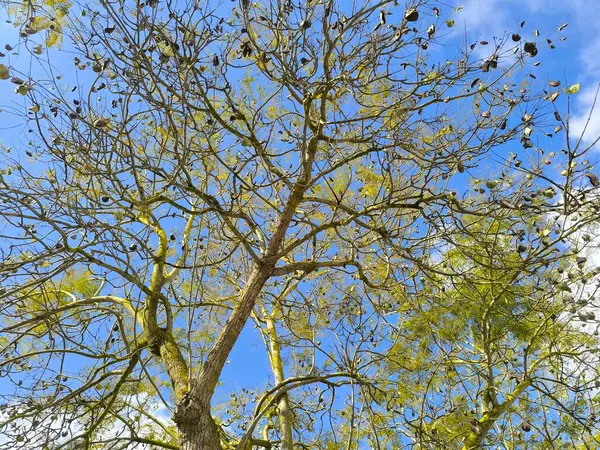 Açık Mavi Gökyüzüne Karşı Uzun Kuru Ağaç 