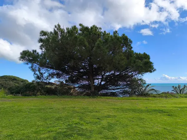 Güzel Dev Ağaç Tarlada Duruyor 