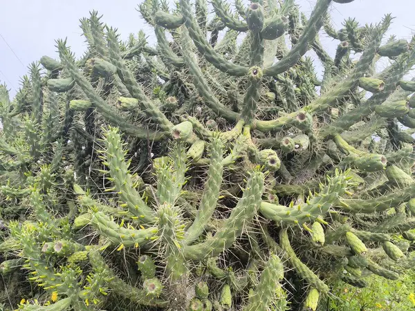 Büyük bir Kaktüsün Yakın Çekimi 