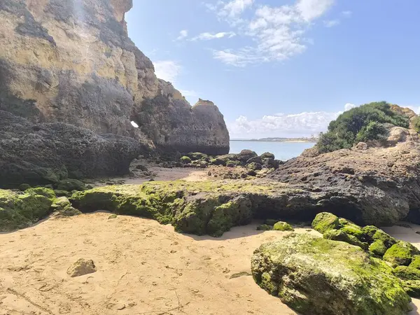 Güneş ışığı kumsaldaki yeşil yosunlara çarpar.