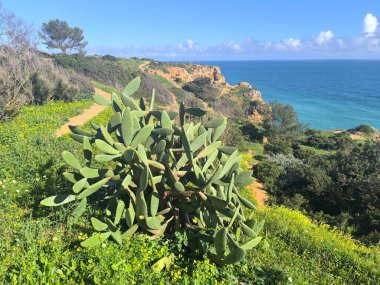 Portekiz 'deki Kıyı Kaktüsü Güzelliği
