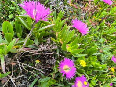 Pembe Çiçekler Esintide 