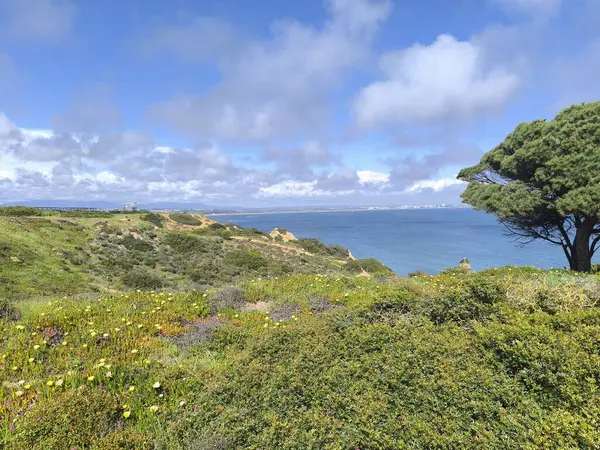 Okyanus Yakınındaki Vahşi Cennet Flora