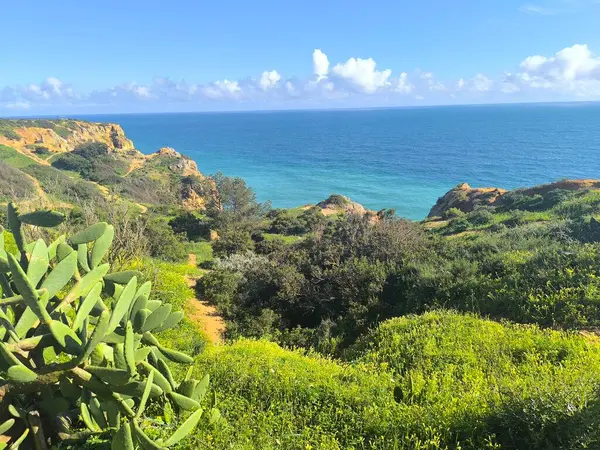 Çöl Kaktüsü Yazın Denizde