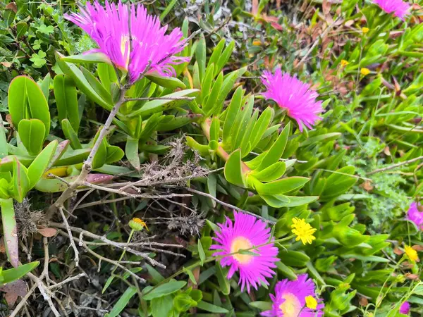 Pembe Çiçekler Esintide 